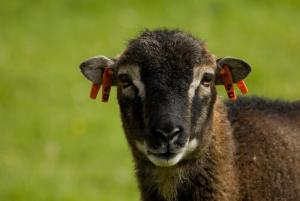 Soay sheep